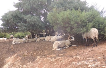 Lasithi Crete, Greece