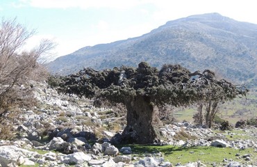 Lasithi Crete, Greece