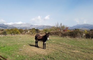 Lasithi Crète, Grèce