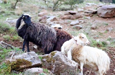 Lasithi Crète, Grèce